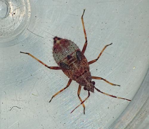 Réf. 325 537 : Deraeocoris flavilinea
